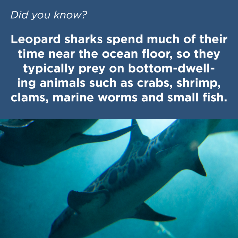 Did You Know series copy2