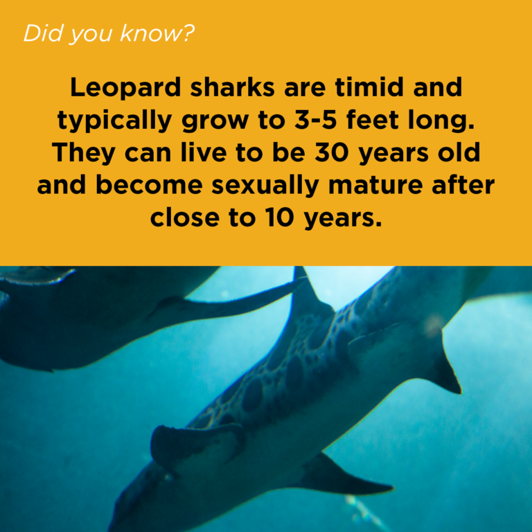 Did You Know series copy3