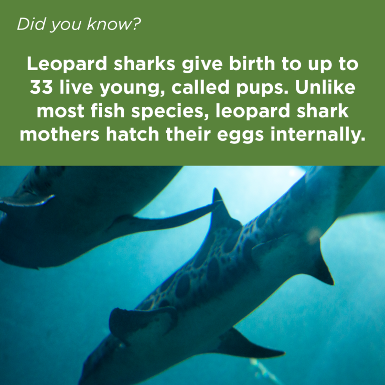 Did You Know series copy4