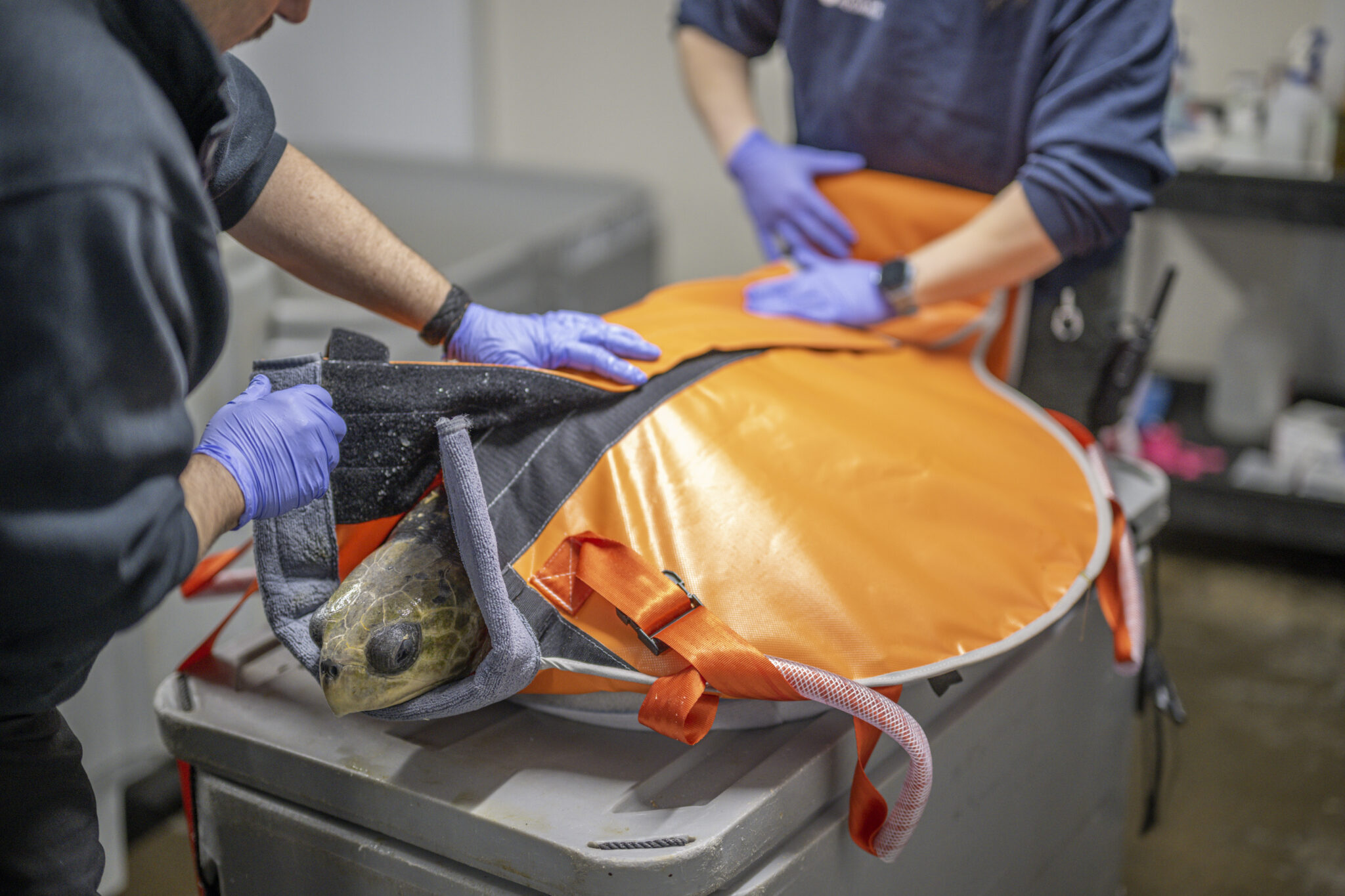 Restraining Turtle Stranded Turtle Catches Flight To California – Tillamook County Pioneer