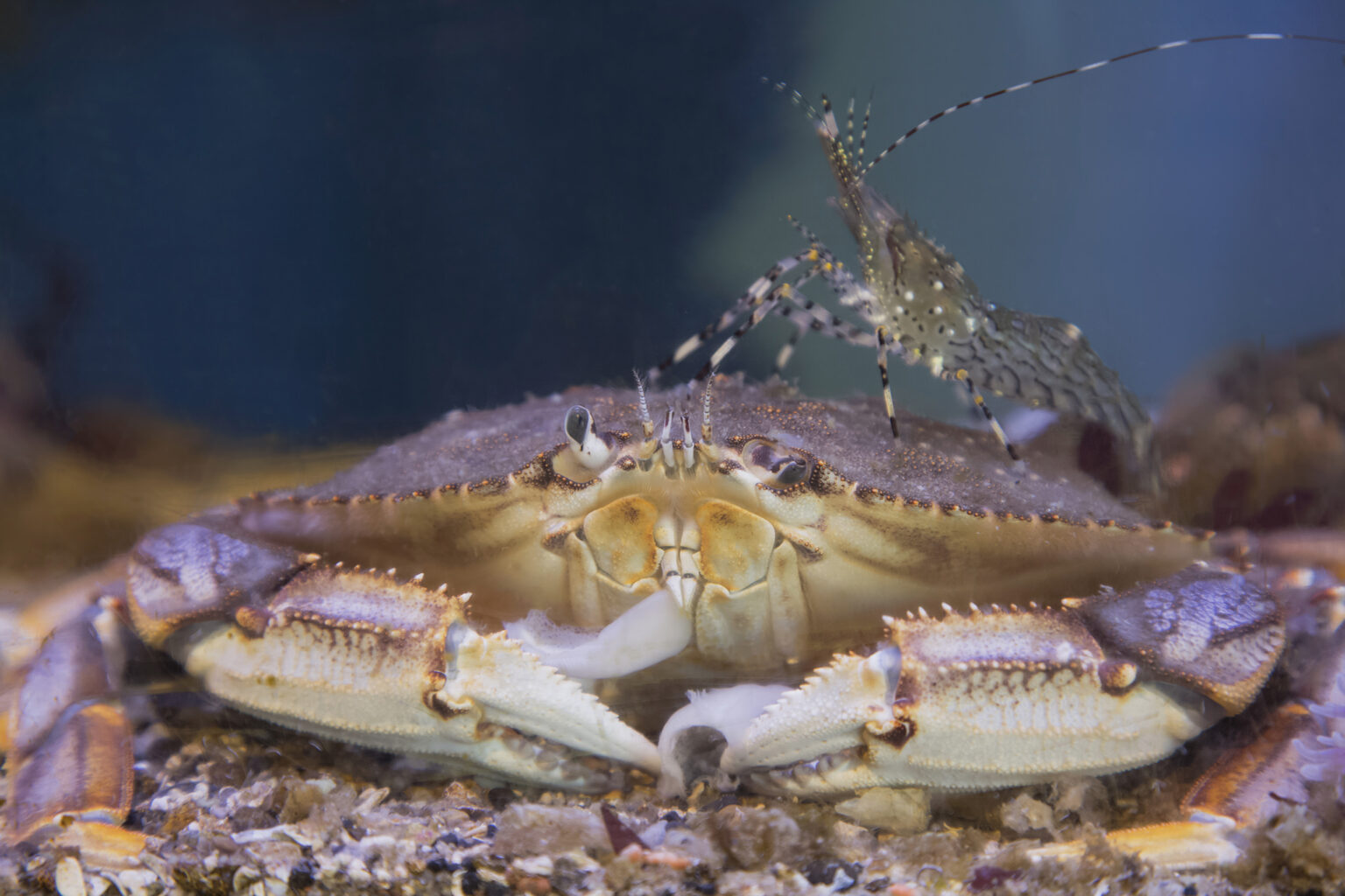 A dungeness crab facing the camera, a shrimp perched atop its shell.