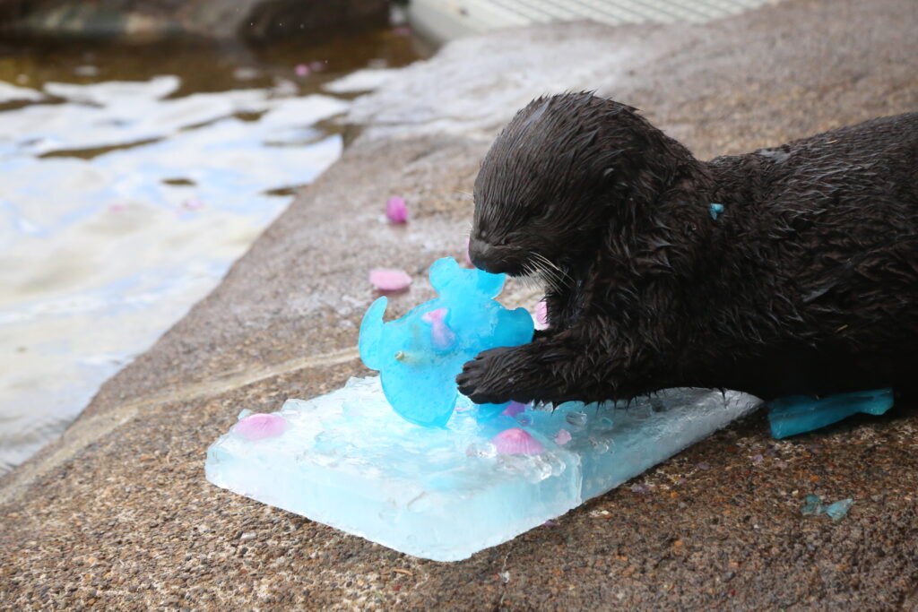 Earle 3rd birthday ice treat