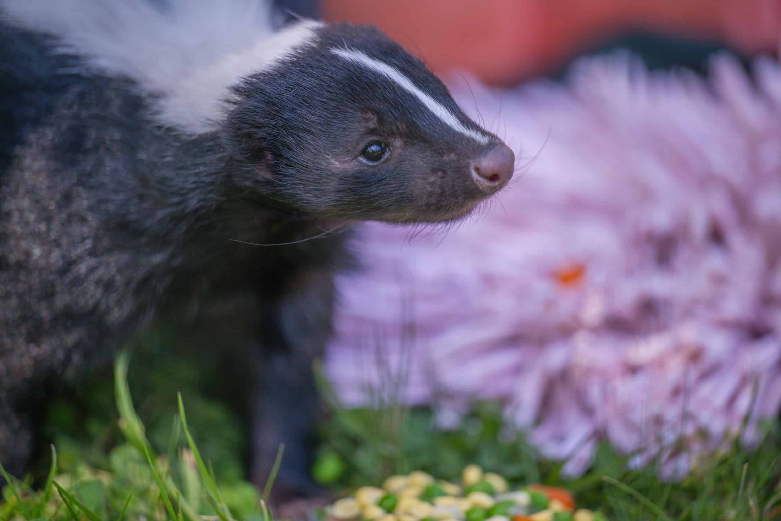 Striped skunk Palmer looks to the righthand side