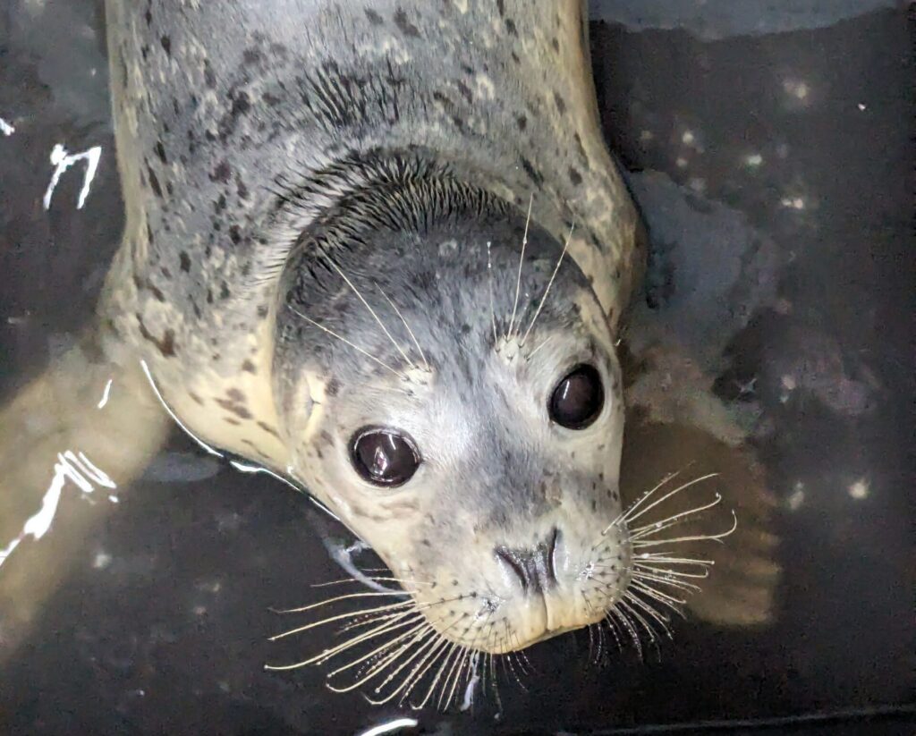 A harbor seal pup rests in a shallow pool