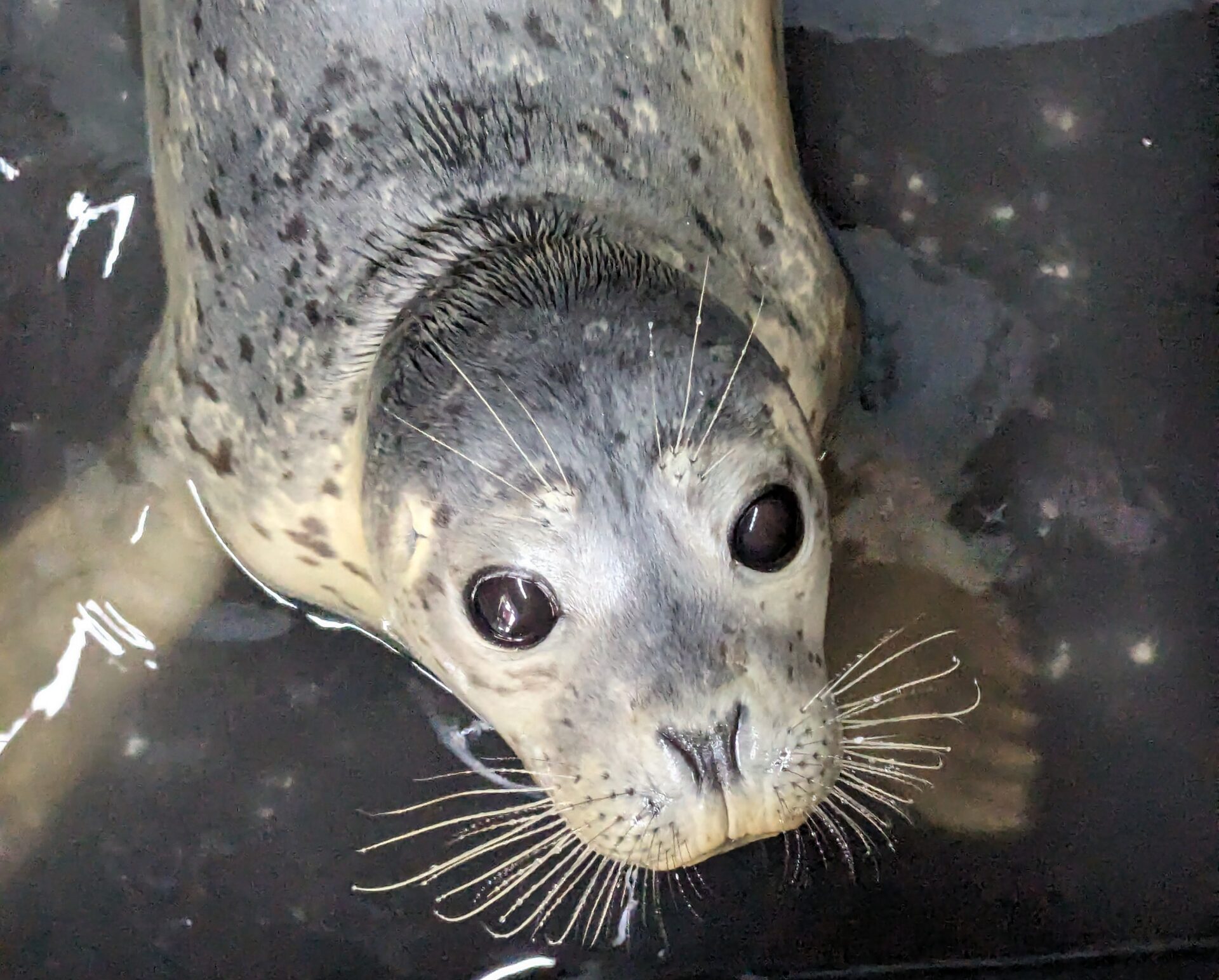 Teaming Up for Seal Pups