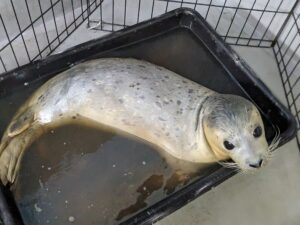 A harbor seal rests in a holding area