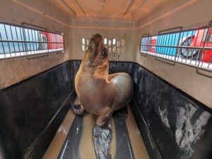 A sea lion is prepared for release