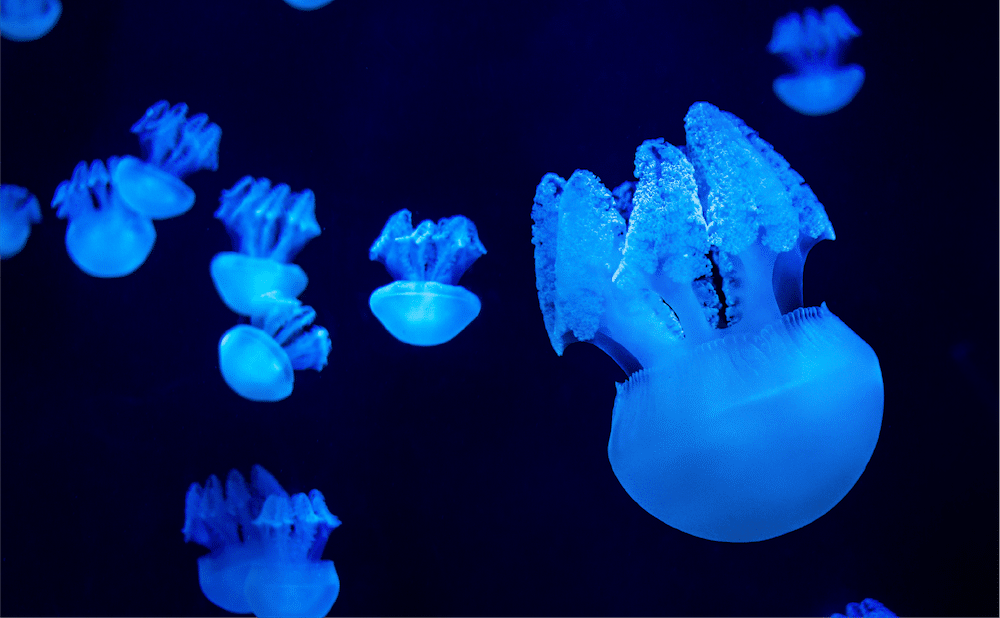 OCAq Unveils Connected Coasts and Sea Jelly Galleries