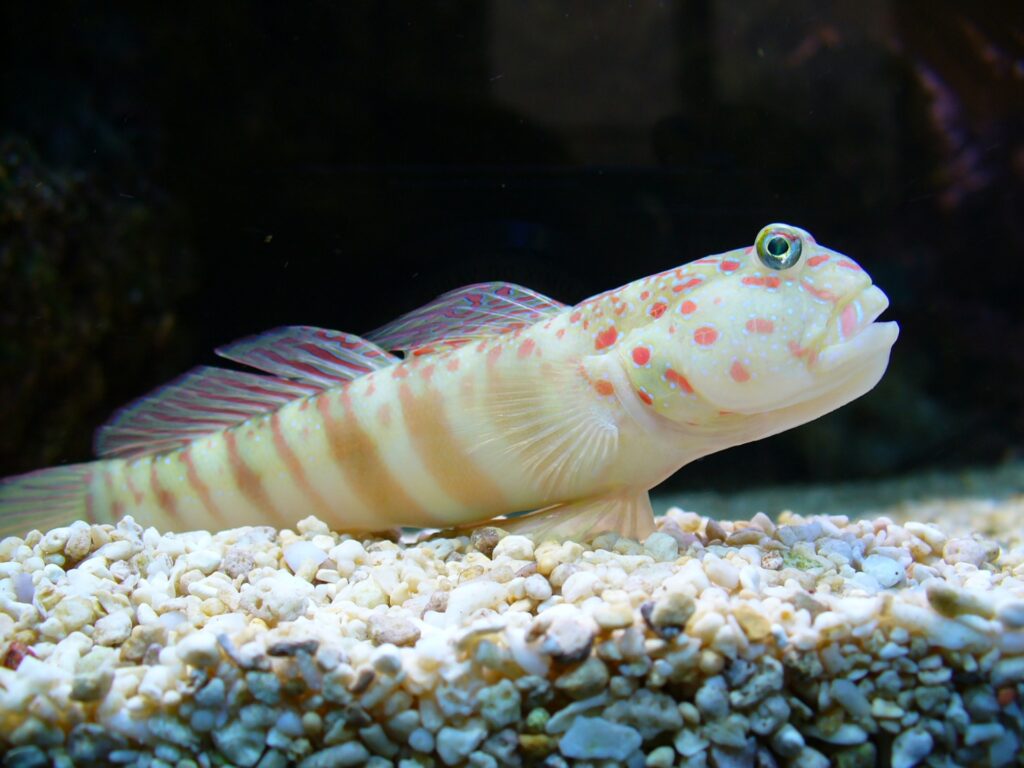 A pink speckled shrimp goby, its pale yellow with pink spots and stripes throughout, resting on a bed of white gravel