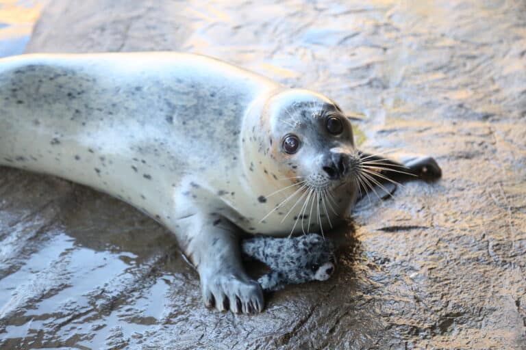 Skinny poses with a harbor seal plush