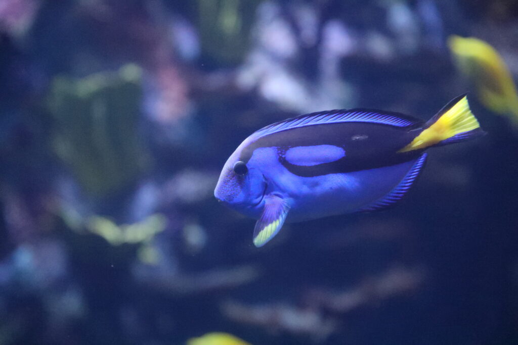 Blue surgeonfish (Paracanthurus hepatus), also known as the blue tang swimming in a tropical tank