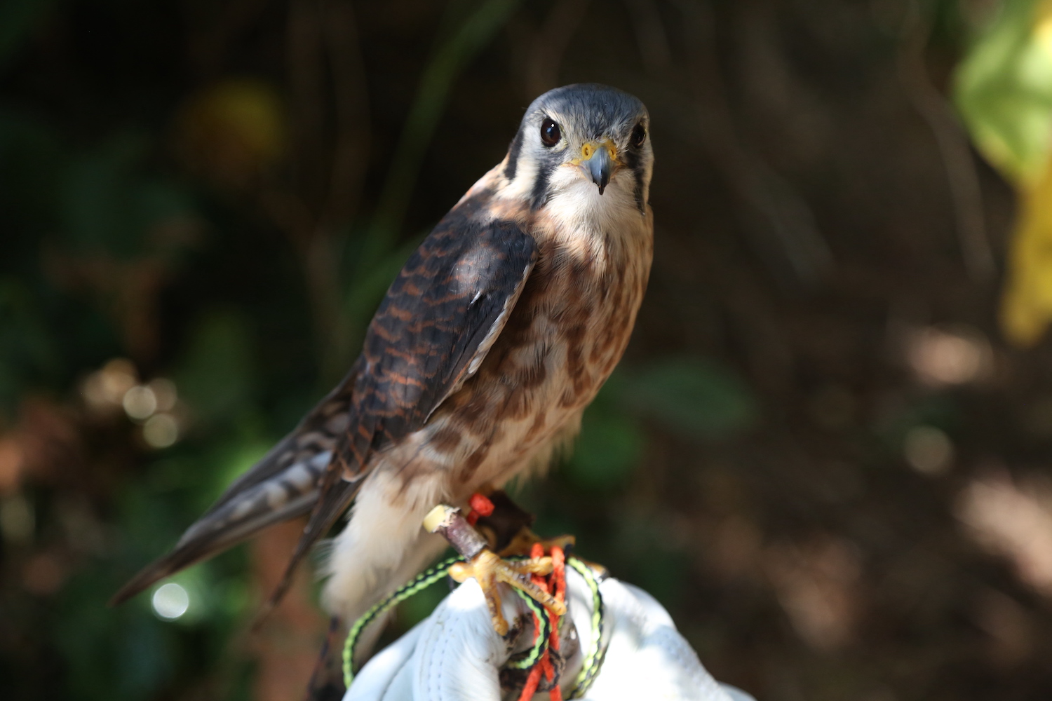 Hazel the American Kestrel