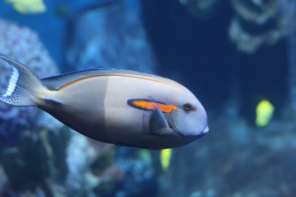orange shoulder tang