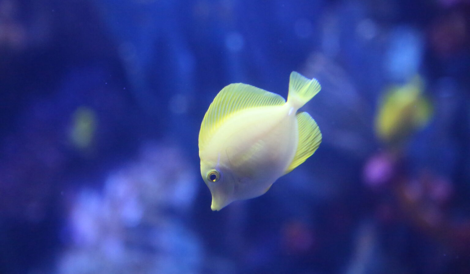 A yellow tang in profile swimming downward. In the background is an out of focus coral reef
