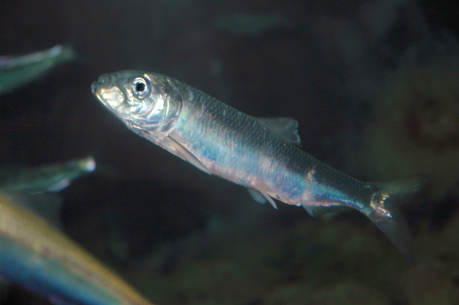 An anchovy faced sideways to the camera, looking directly out