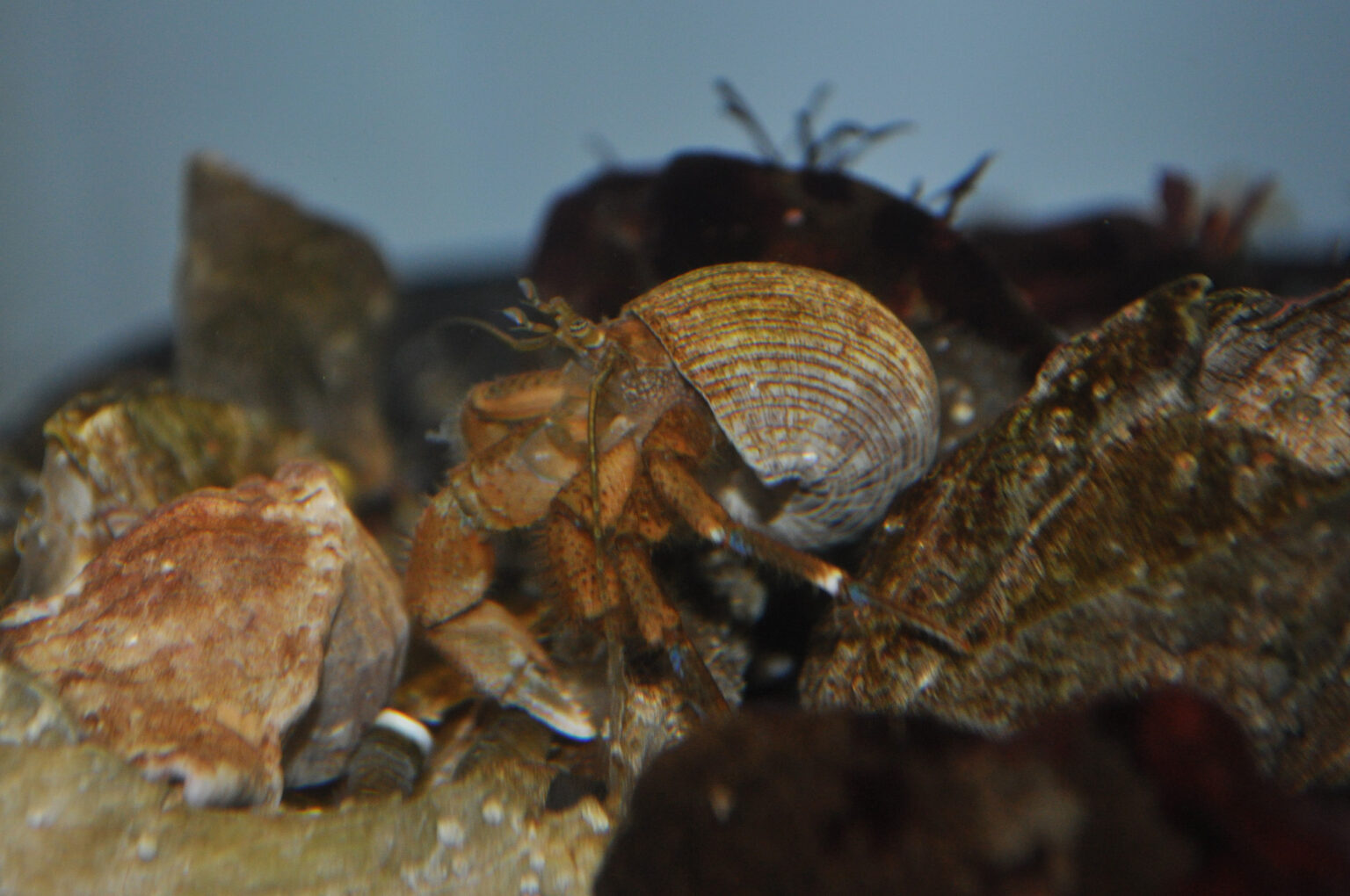 Hairy hermit crab
