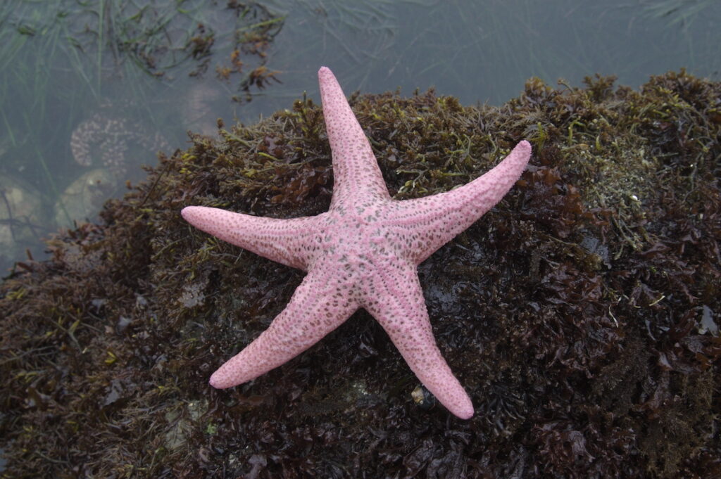 A pink sea star out of the water, perched on algae covered rocks