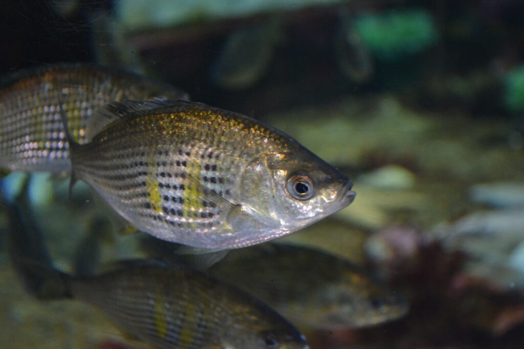 A shiner perch, a small silver fish with two vertical yellow stripes on its side