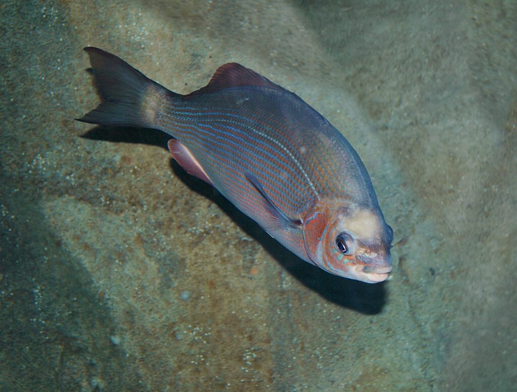 A striped surfperch in front of a rocky background