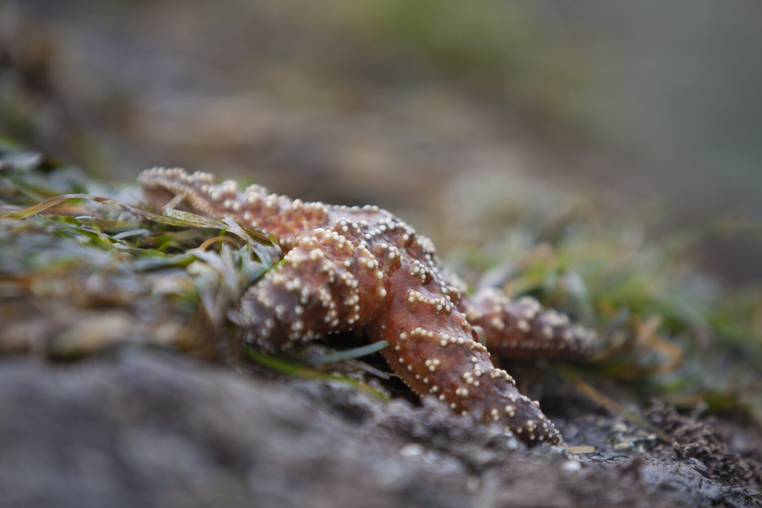An orange ochre sea star perched on a rocky and kelp covered tidepool, all out of the water