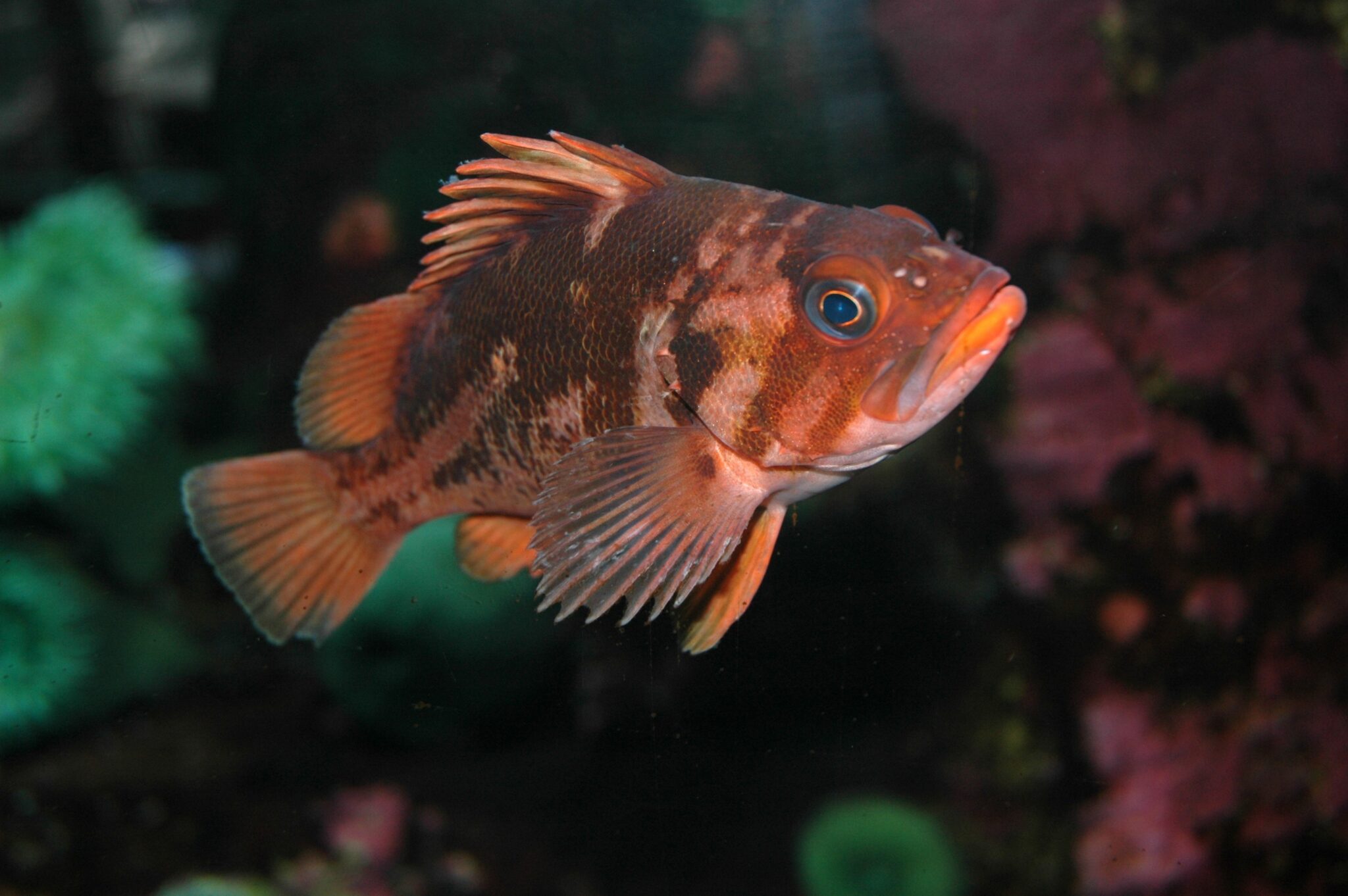 Copper Rockfish - Oregon Coast Aquarium