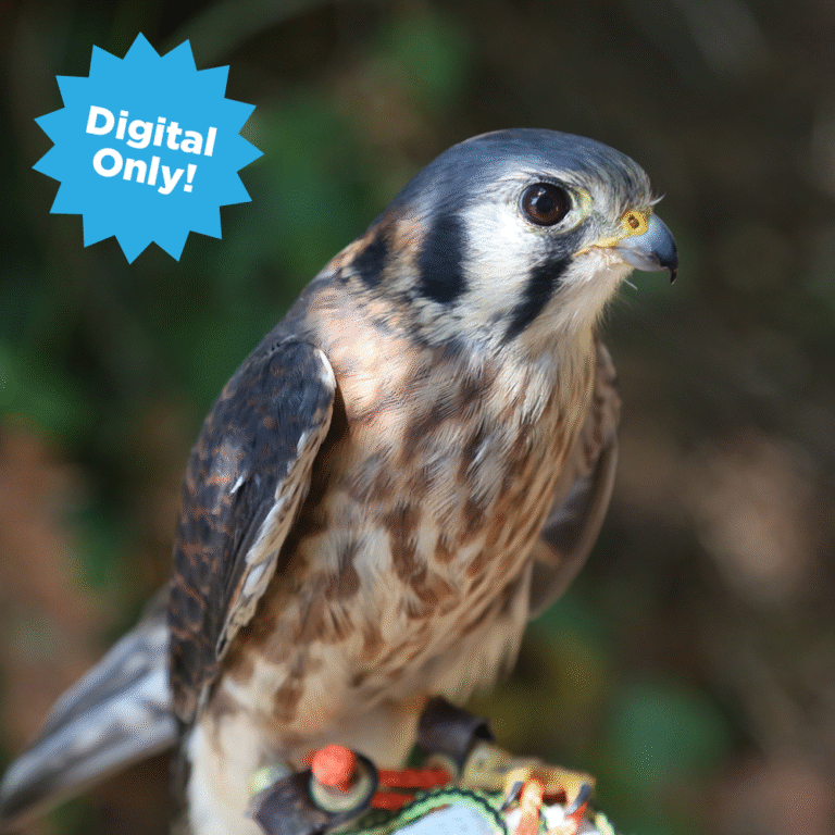 Digital Adoption Feature kestrel