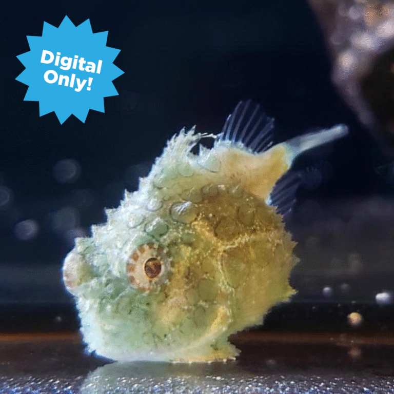 Digital Adoption Feature lumpsucker