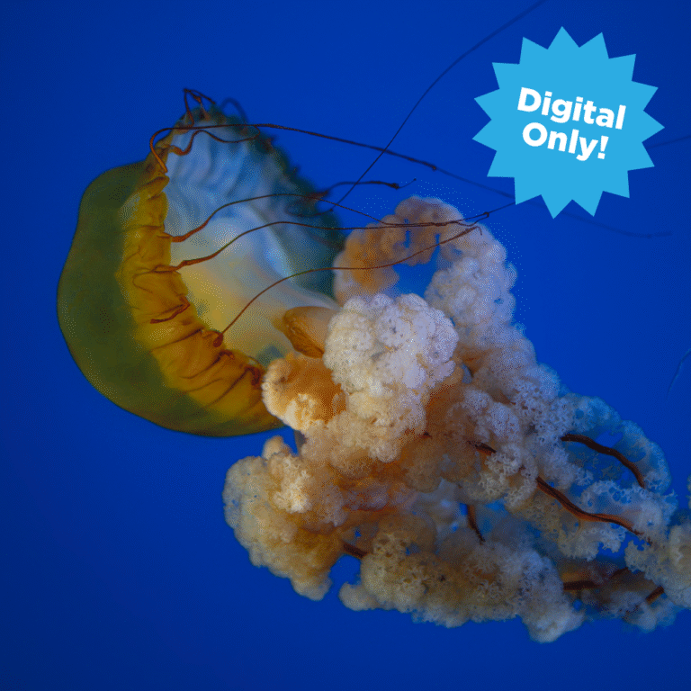 Digital Adoption Feature sea nettle