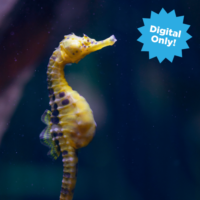 Digital Adoption Feature seahorse