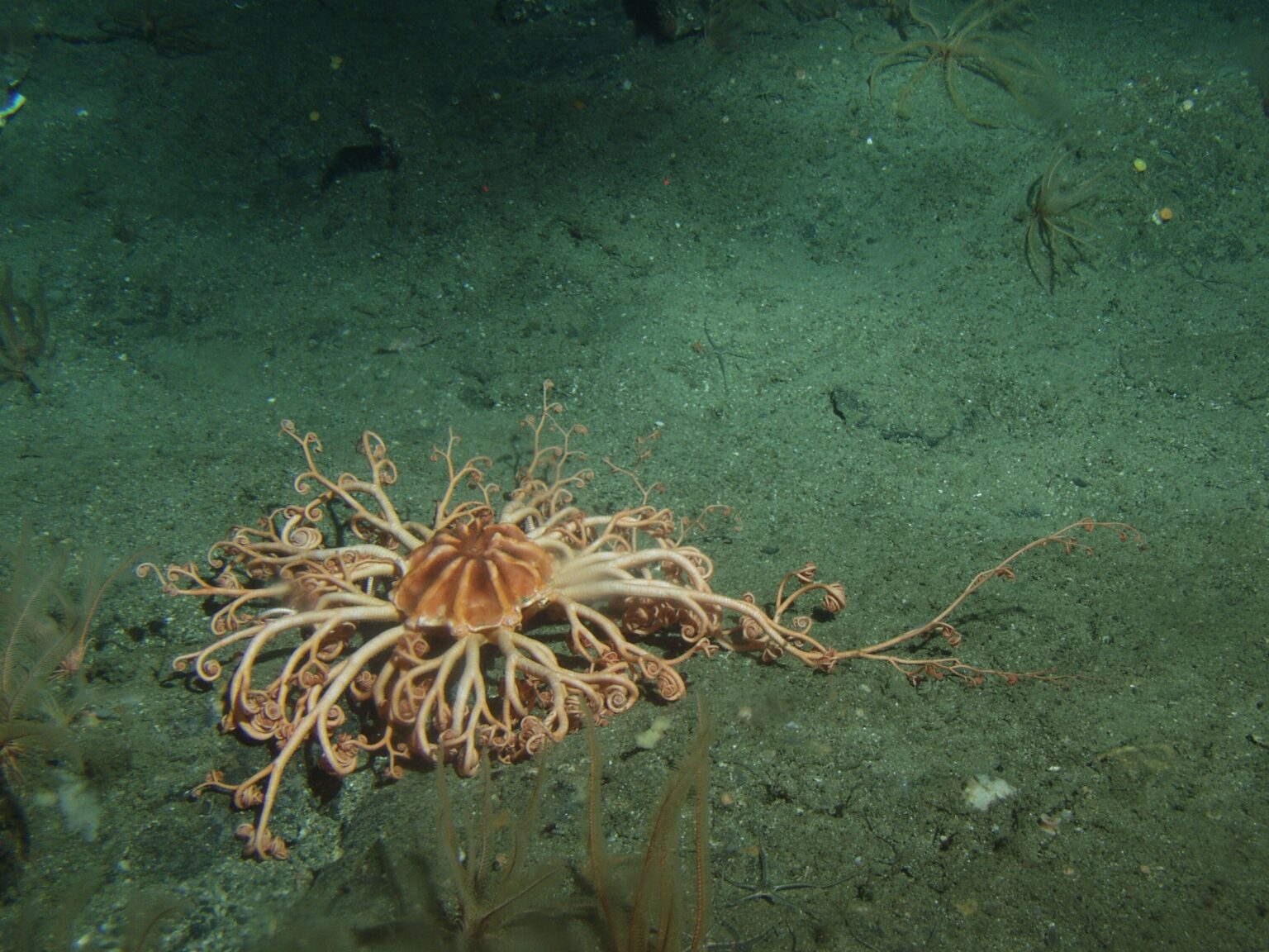A basket star sitting in sharp contrast to an all sand sea floor
