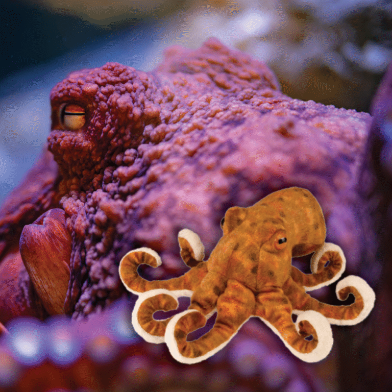 Octo Adoption with plush