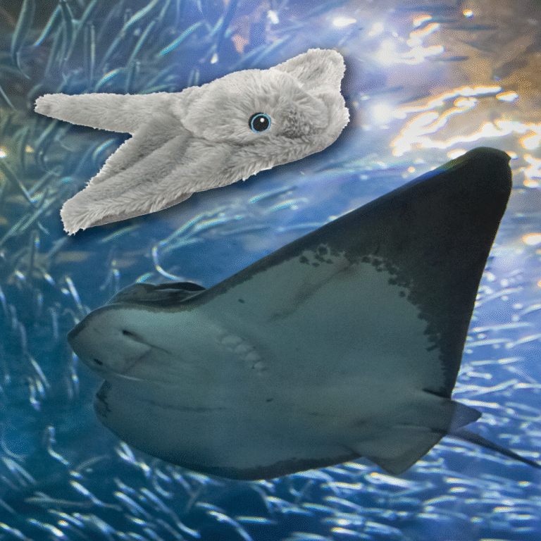 Bat Ray Adoption with plush
