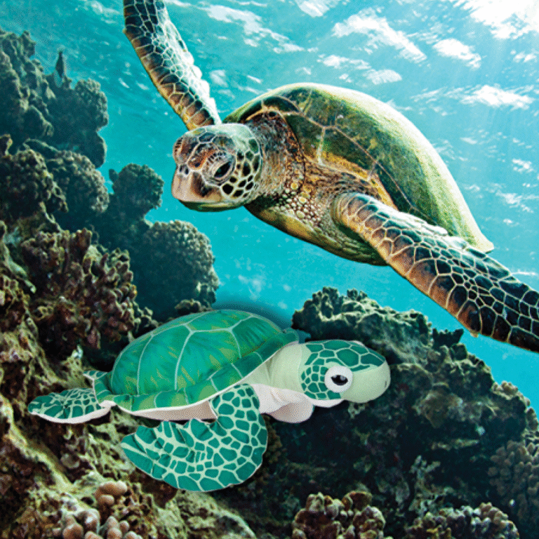 Turtle Adoption with plush