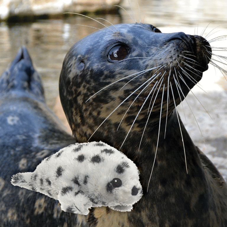 Seal Adoption with plush