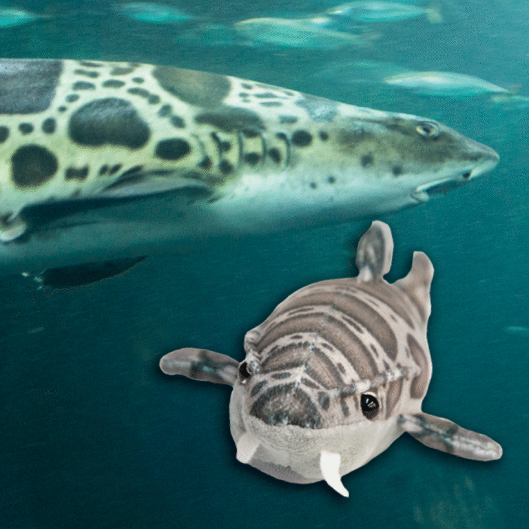 Shark Adoption with plush