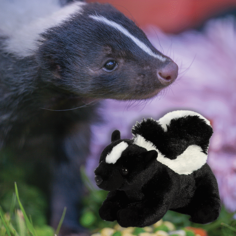 Skunk Adoption with plush