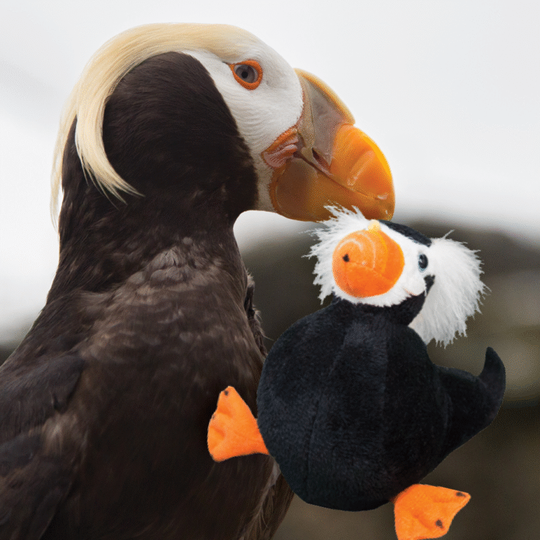 Puffin Adoption with plush