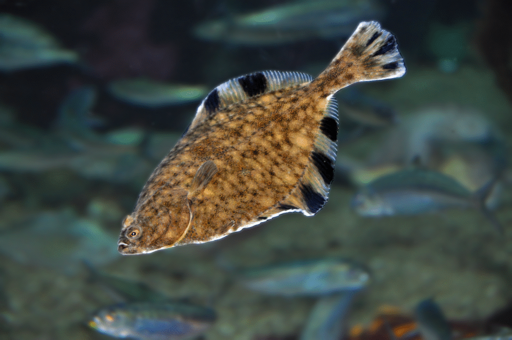 Starry flounder swimming in the pier piling tank. Several silver fish swim in the background out of focus.