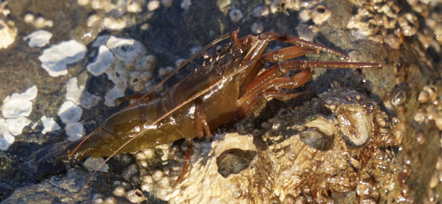 A stout shrimp out of water on barnacle covered rocks