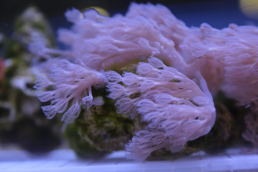 Billowing pink xenia coral on moss covered rock. The tentacles of xenia polyps are long. The stalks of the colony are often colored similarly to the polyps, varying between shades of white, cream, yellow-brown and dark brown.