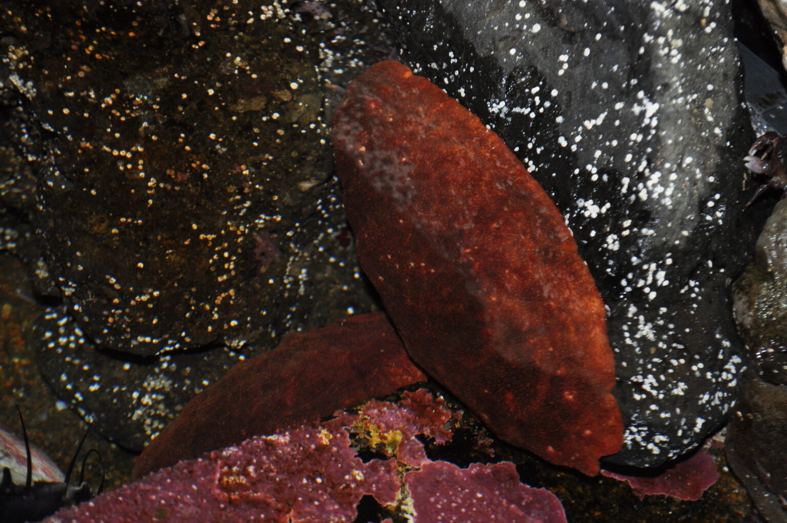 Gumboot chiton