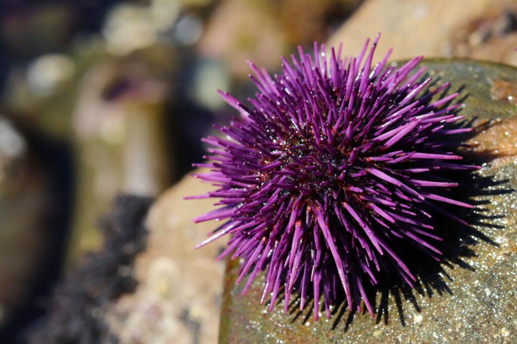 Purple sea urchin in rocky intertidal zone along the eastern edge of the Pacific Ocean from Mexico to Canada.
