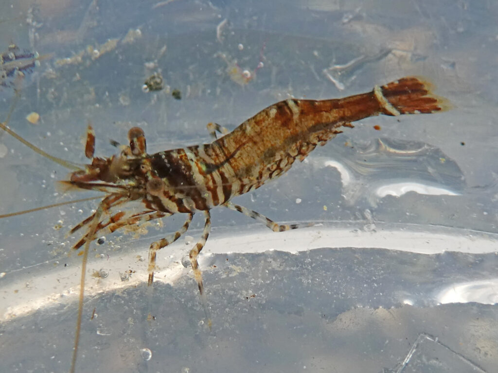 A sitka shrimp in a clear plastic tub