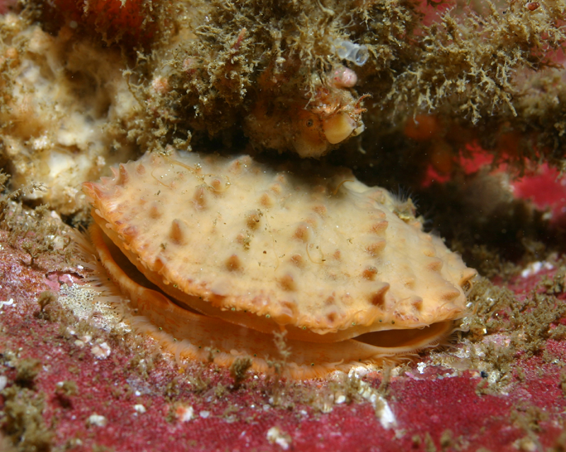 A rock scallop, closed