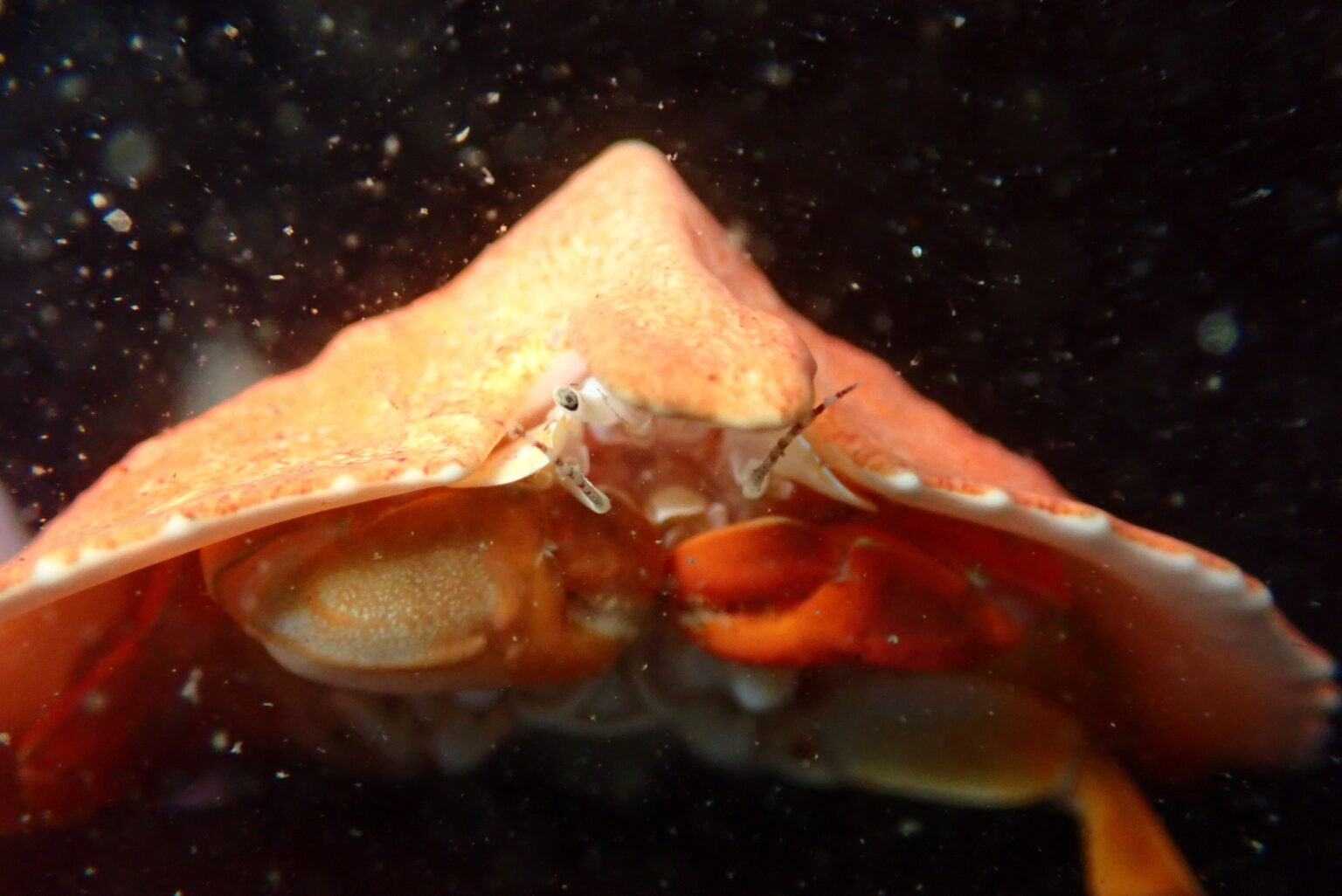 A cryptolithodes sitchensis turtle crab