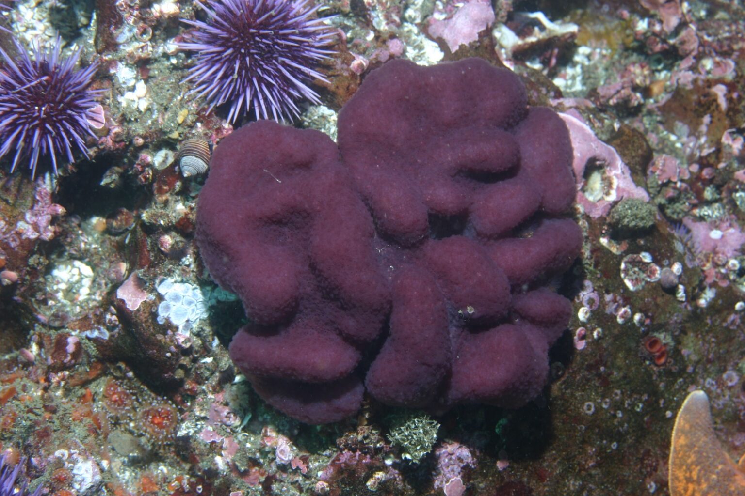 A purple lobed tunicate on a rocky, coral, and urchin covered ground. All underwater.
