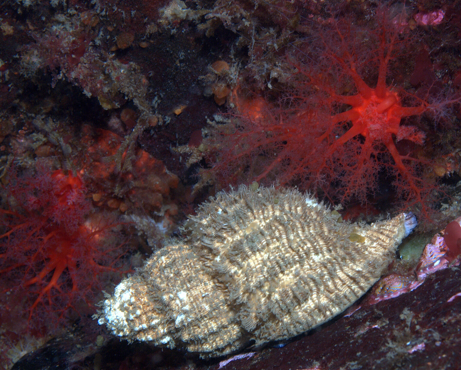 Oregon Triton and cucumber