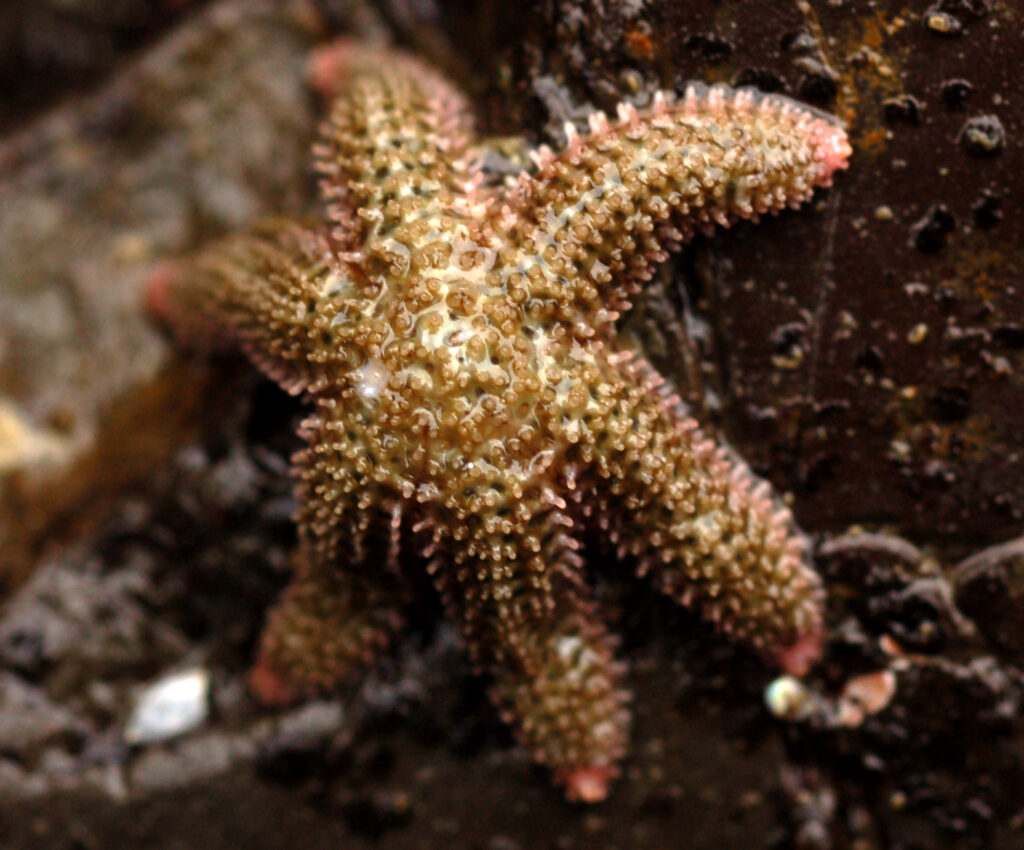 A six arm seastar perched out of water on a rock