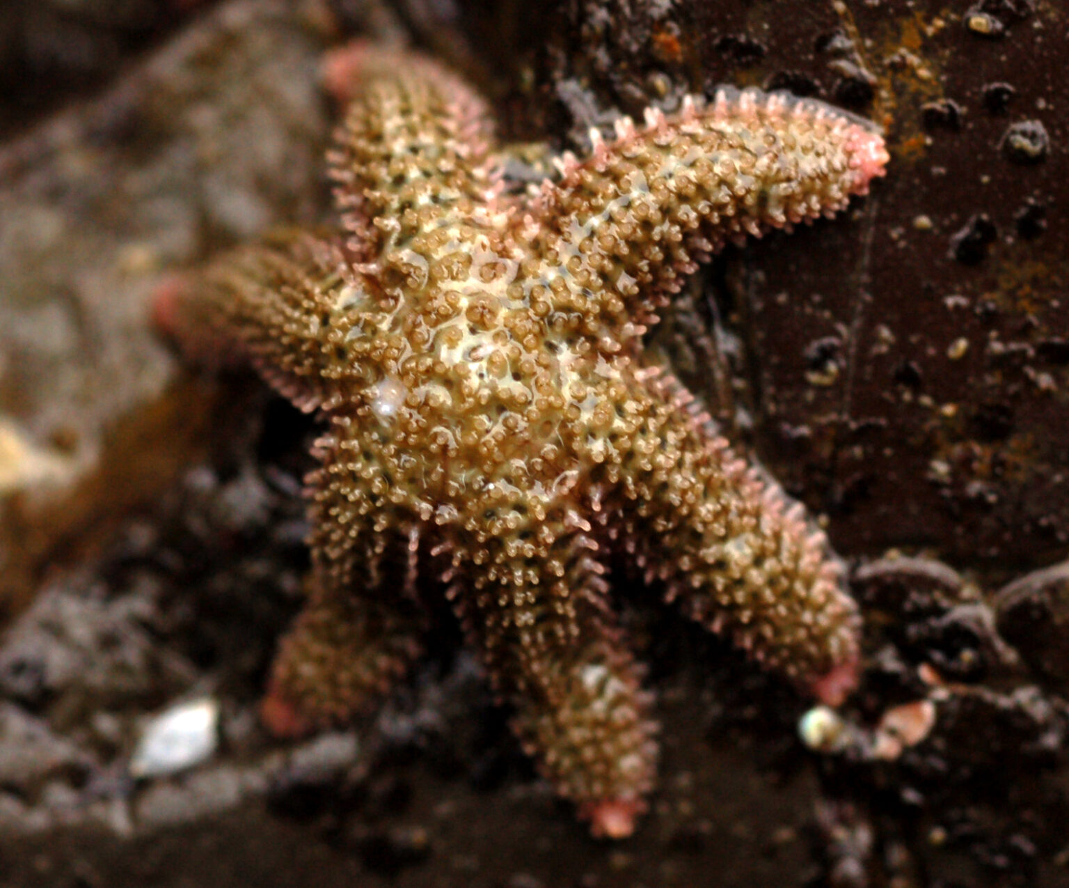 A six arm seastar perched out of water on a rock