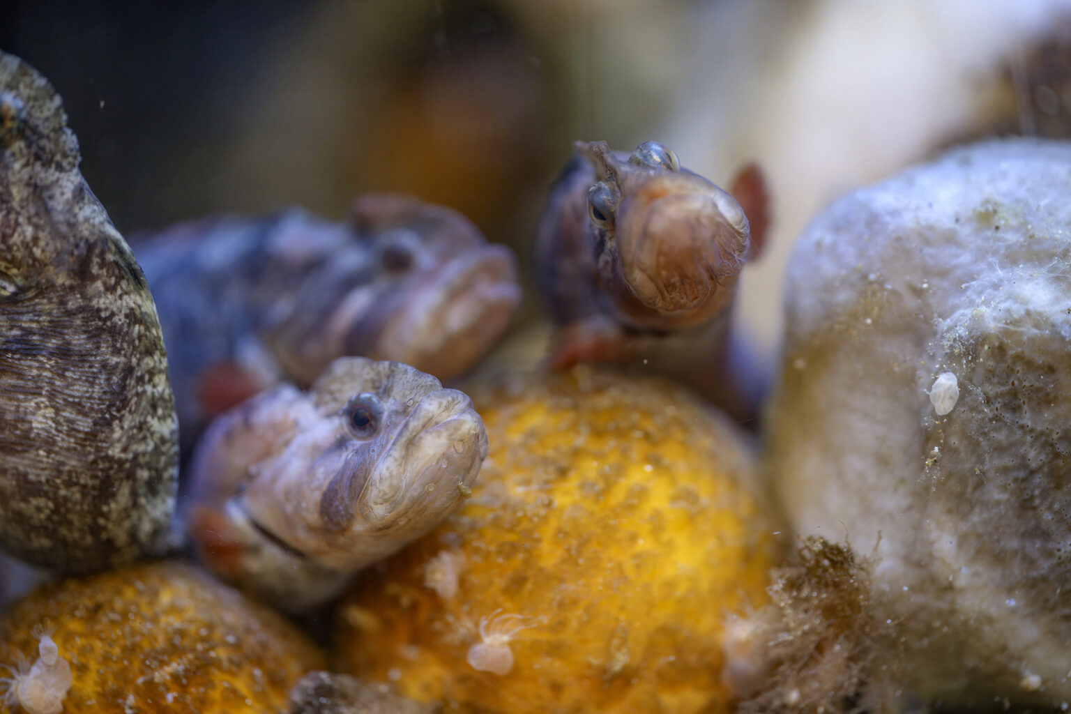 Several high cockscomb perched atop puff sea sponges, looking out at the camera